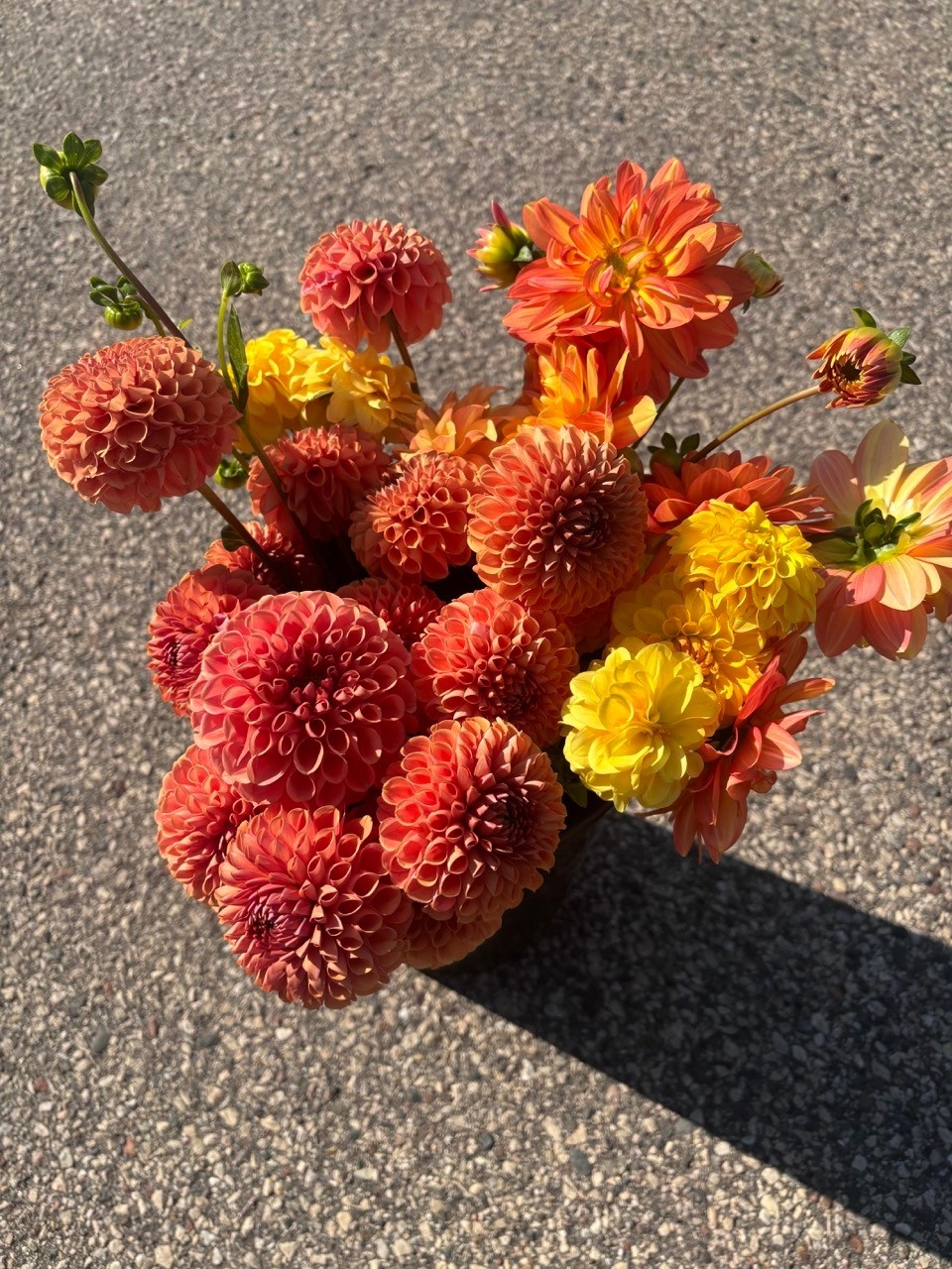 Two Pony Dahlia Plant ‘CORNEL BRONZE’