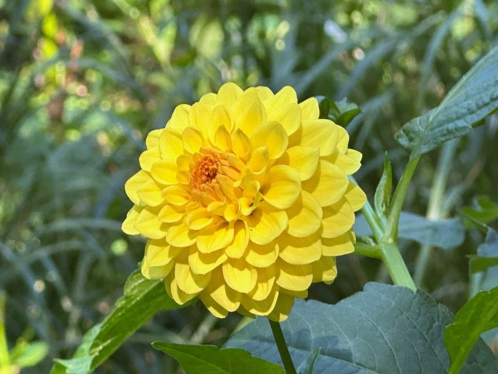 Two Pony Dahlia Plant ‘GOLDEN SCEPTER’