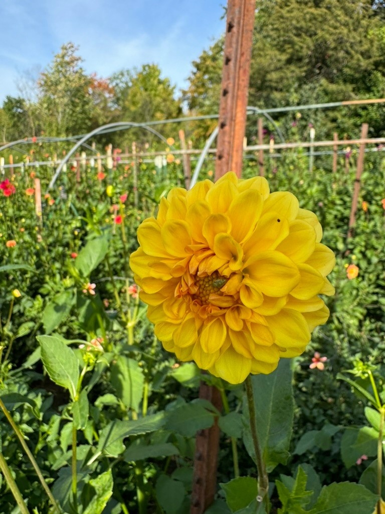 Two Pony Dahlia Plant ‘GOLDEN SCEPTER’