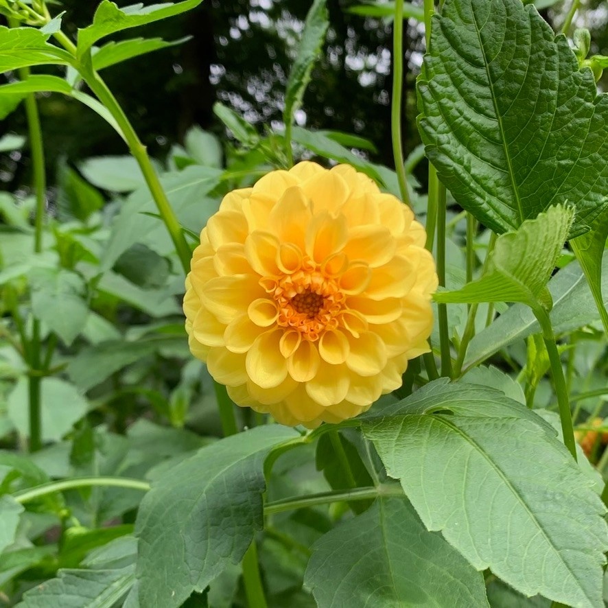 Two Pony Dahlia Plant ‘GOLDEN SCEPTER’