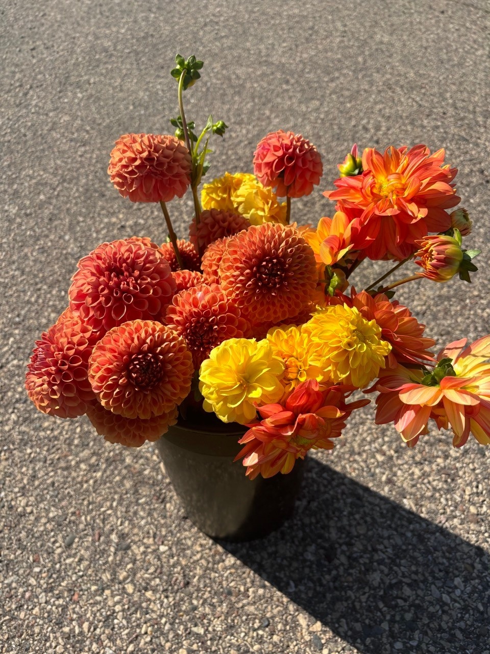 Two Pony Dahlia Plant ‘GOLDEN SCEPTER’
