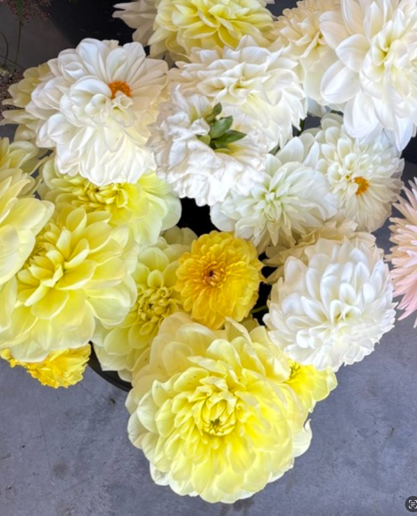 Two Pony Dahlia Plant ‘GOLDEN SCEPTER’