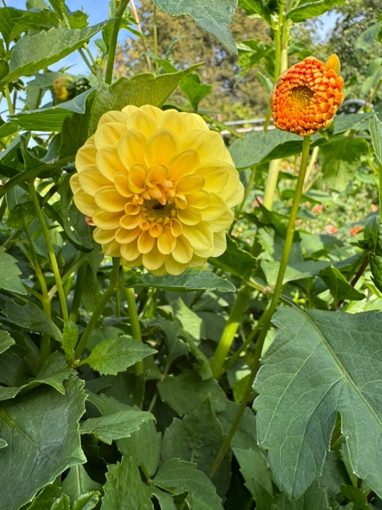 Two Pony Dahlia Plant ‘GOLDEN SCEPTER’