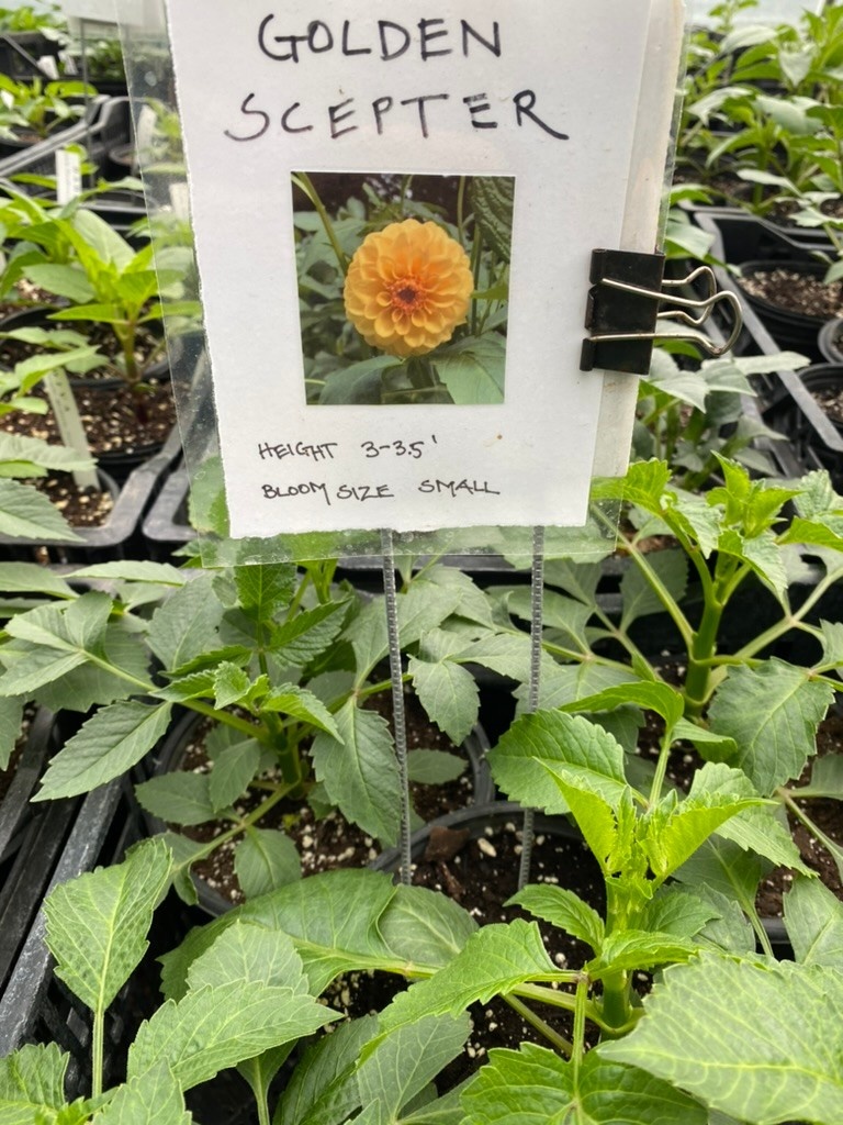 Two Pony Dahlia Plant ‘GOLDEN SCEPTER’