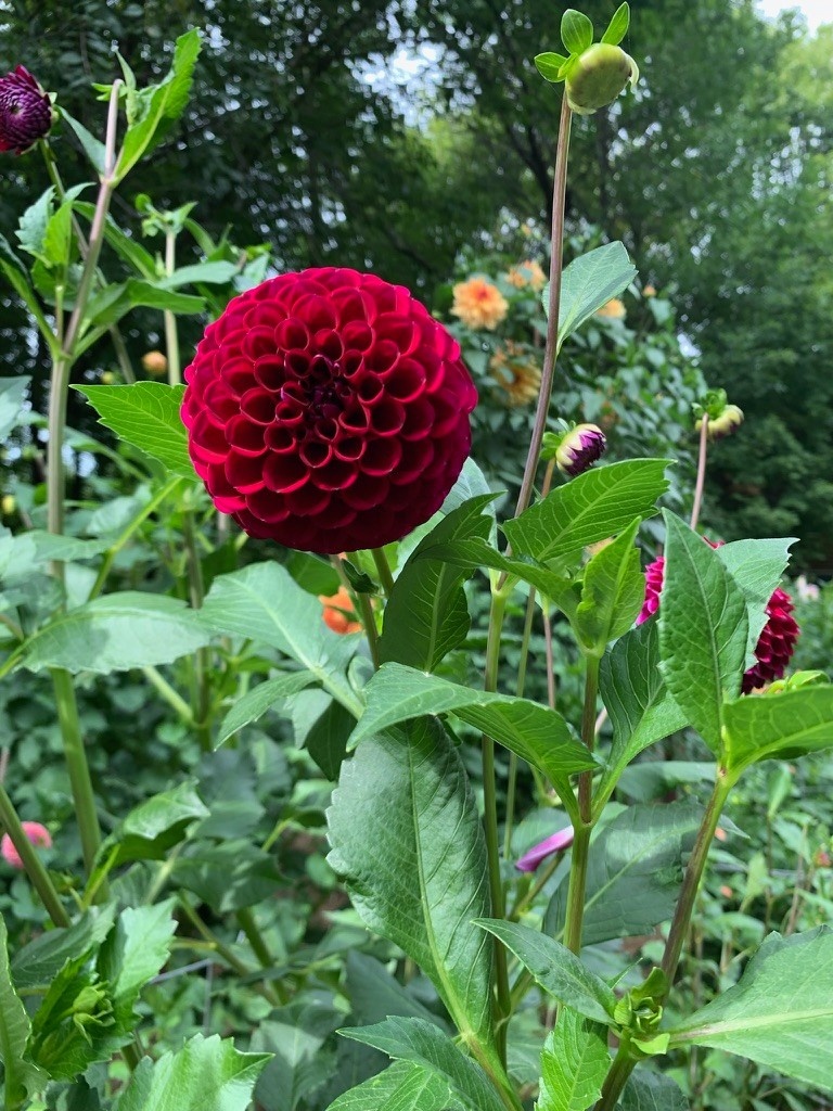 Two Pony Dahlia Plant ‘JESSIE G’