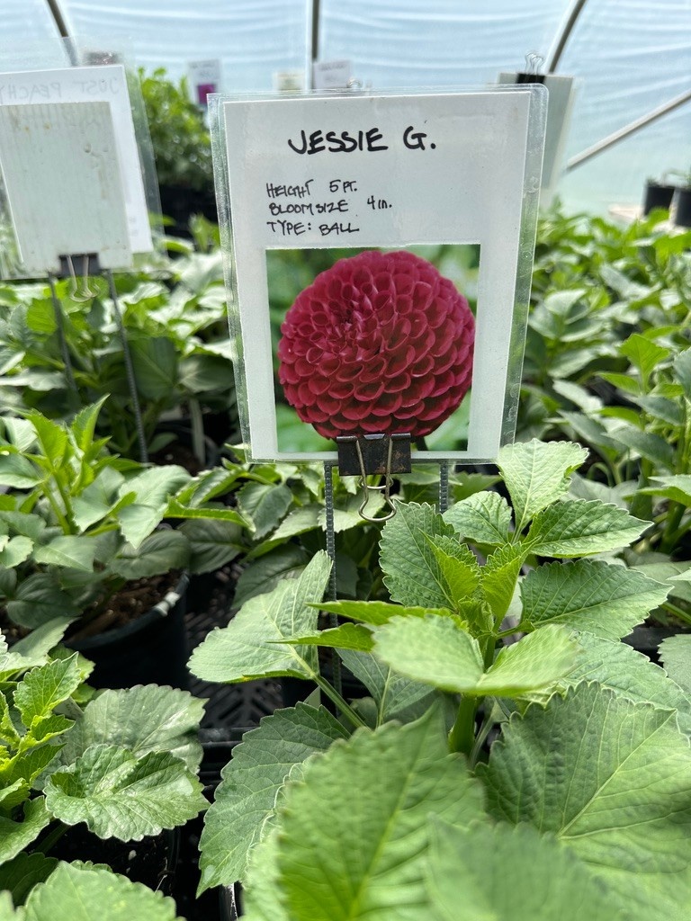 Two Pony Dahlia Plant ‘JESSIE G’