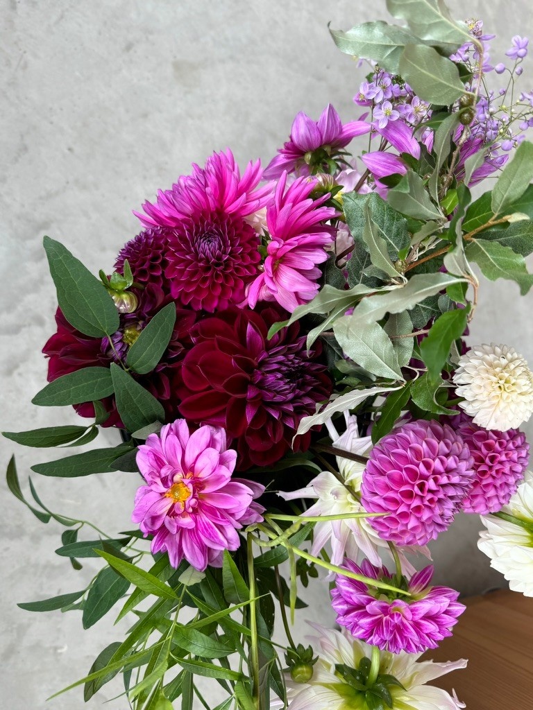 Two Pony Dahlia Plant ‘JESSIE G’