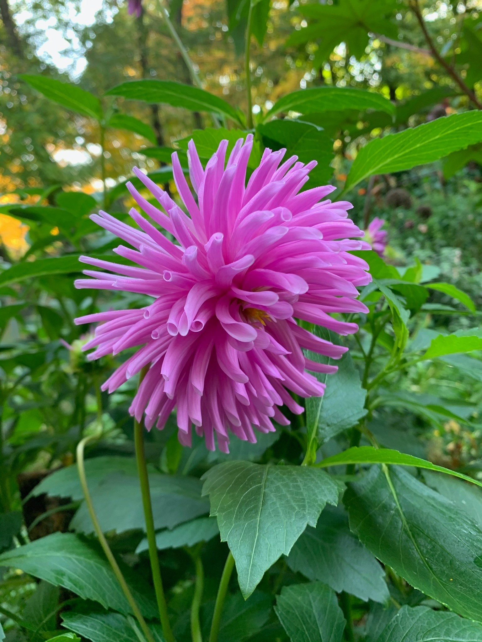 Two Pony Dahlia Plant ‘MOLINATOR’