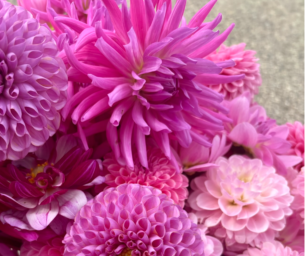 Two Pony Dahlia Plant ‘MOLINATOR’