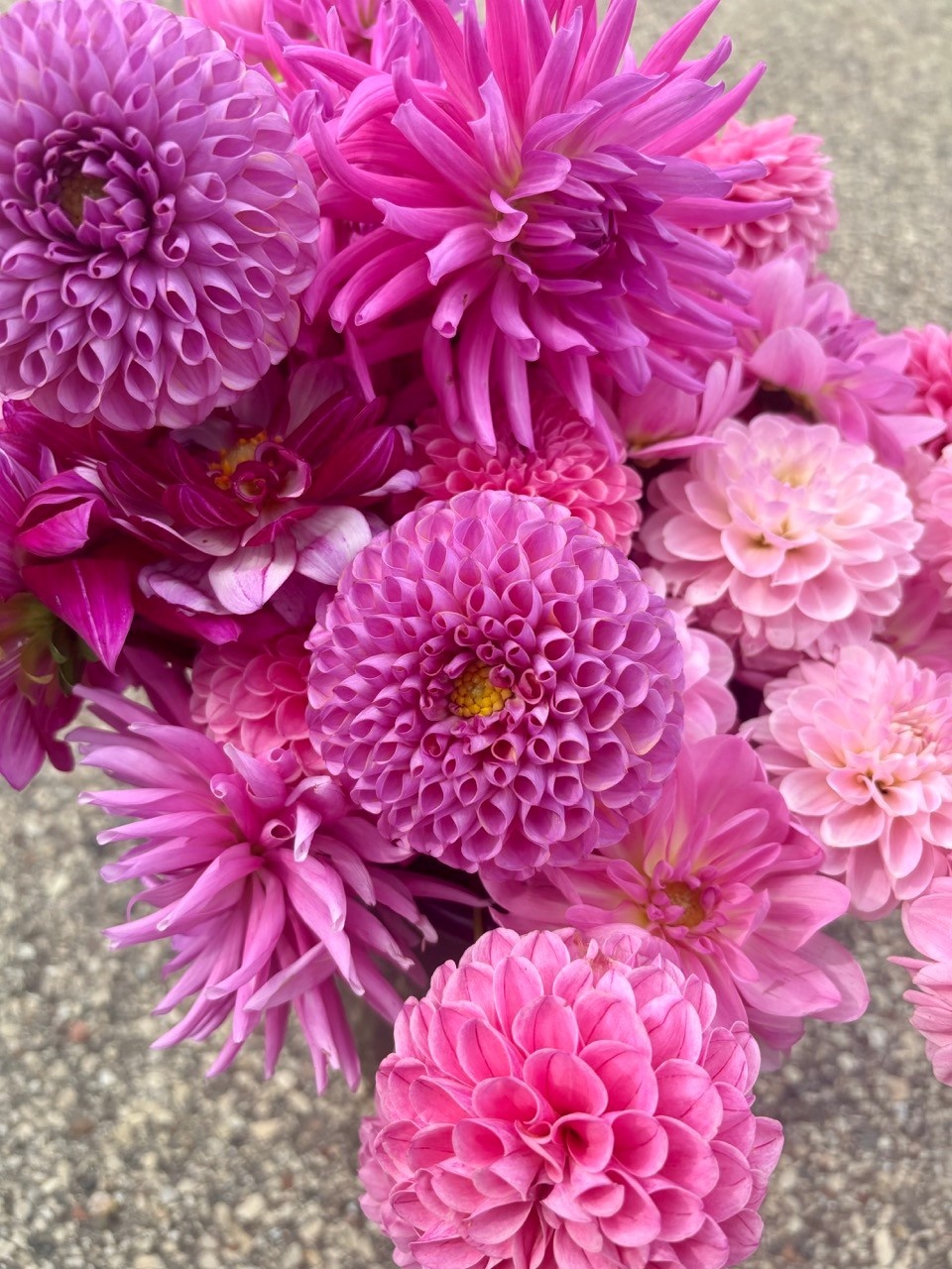Two Pony Dahlia Plant ‘MOLINATOR’