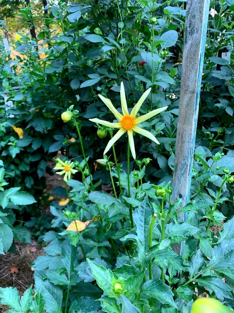 Two Pony Dahlia Plant ‘HONKA’