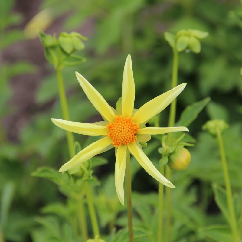 Two Pony Dahlia Plant ‘HONKA’