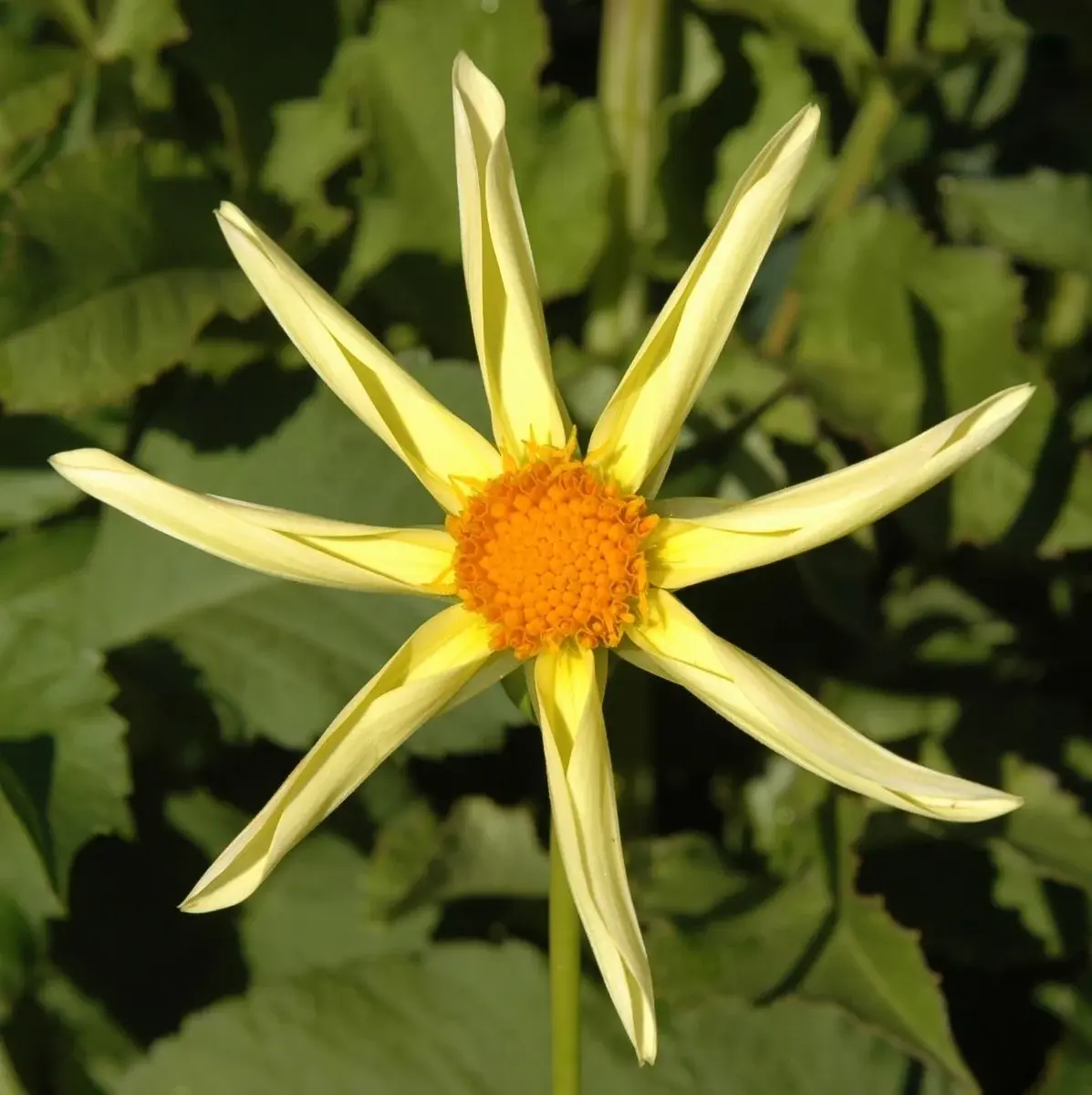 Two Pony Dahlia Plant ‘HONKA’