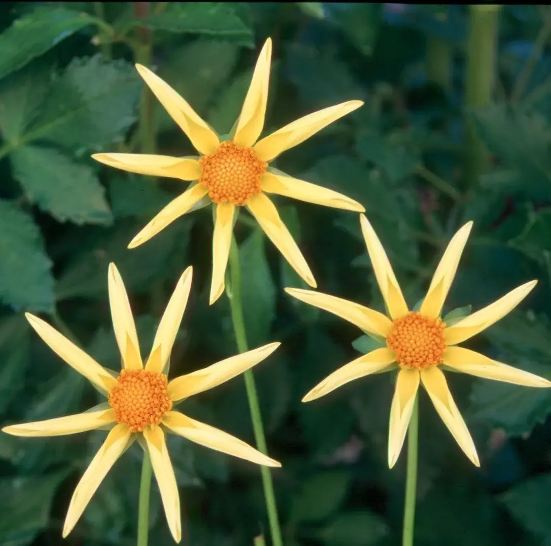 Two Pony Dahlia Plant ‘HONKA’