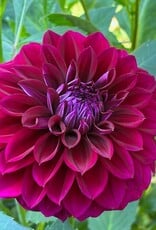 Two Pony Dahlia Plant ‘DIVA’