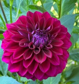 Two Pony Dahlia Plant ‘DIVA’