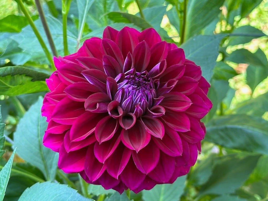 Two Pony Dahlia Plant ‘DIVA’