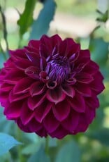 Two Pony Dahlia Plant ‘DIVA’
