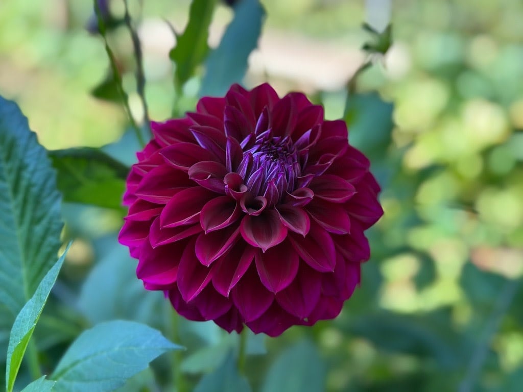 Two Pony Dahlia Plant ‘DIVA’