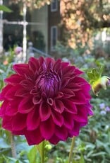 Two Pony Dahlia Plant ‘DIVA’