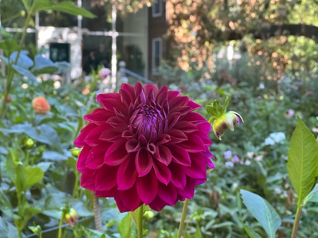 Two Pony Dahlia Plant ‘DIVA’