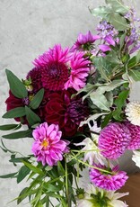 Two Pony Dahlia Plant ‘DIVA’