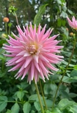 Joan's Collection @ Two Pony Two Pony Dahlia Plant 'MISS ROSE FLETCHER’ Joan's Collection