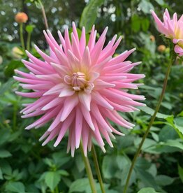 Joan's Collection @ Two Pony Two Pony Dahlia Plant 'MISS ROSE FLETCHER’ Joan's Collection
