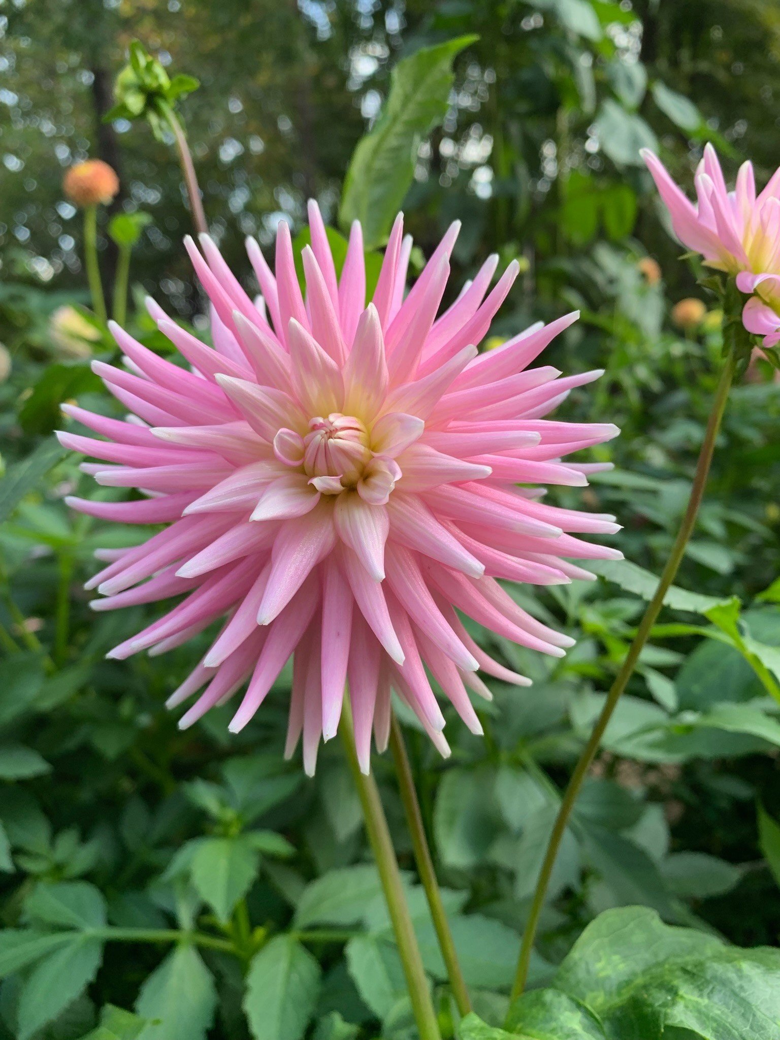 Joan's Collection @ Two Pony Two Pony Dahlia Plant 'MISS ROSE FLETCHER’ Joan's Collection