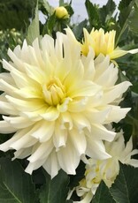 Two Pony Dahlia Plant ‘IN MEMORY OF’