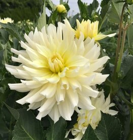 Two Pony Dahlia Plant ‘IN MEMORY OF’