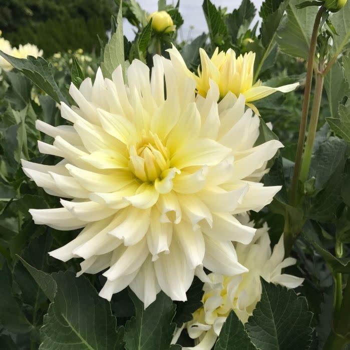 Two Pony Dahlia Plant ‘IN MEMORY OF’