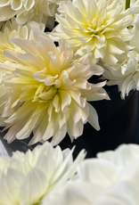 Two Pony Dahlia Plant ‘IN MEMORY OF’