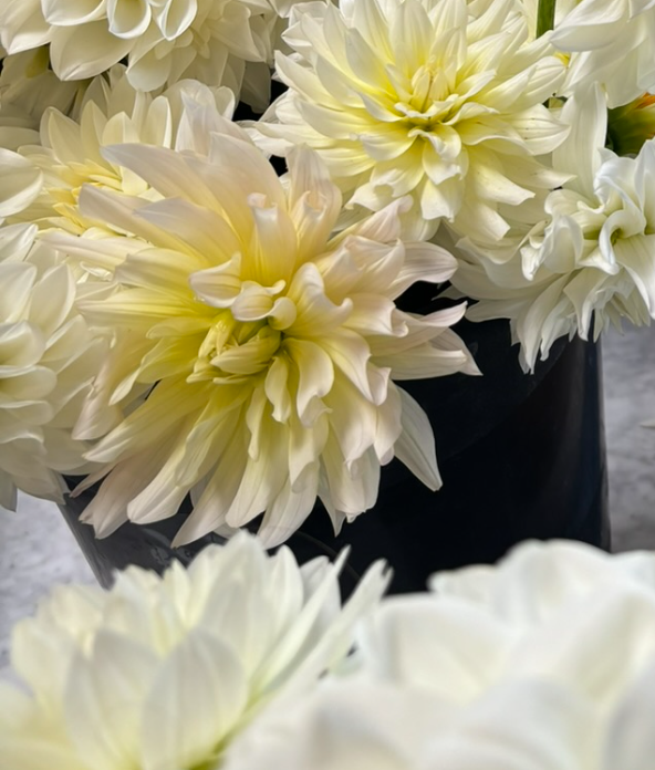 Two Pony Dahlia Plant ‘IN MEMORY OF’