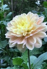 Joan's Collection @ Two Pony Two Pony Dahlia Plant 'DAY DREAMER’ Joan's Collection