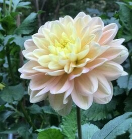Two Pony Dahlia Plant 'DAY DREAMER’ Joan's Collection