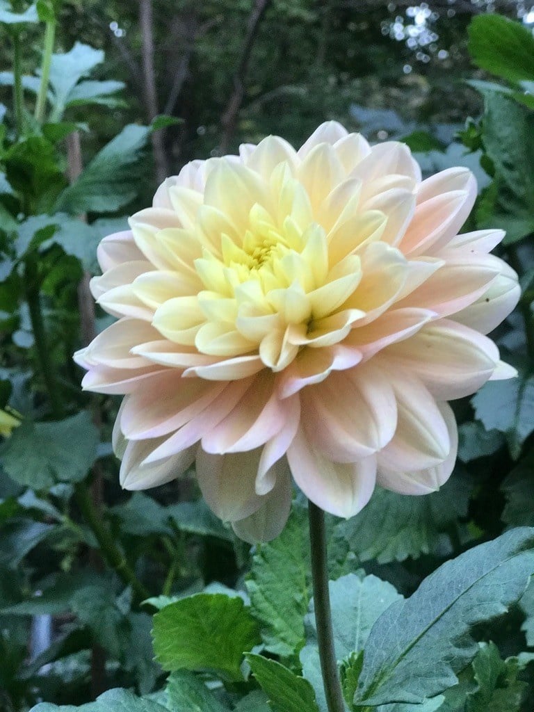 Joan's Collection @ Two Pony Two Pony Dahlia Plant 'DAY DREAMER’ Joan's Collection