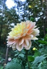 Joan's Collection @ Two Pony Two Pony Dahlia Plant 'DAY DREAMER’ Joan's Collection