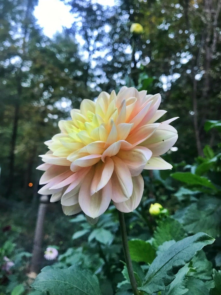 Joan's Collection @ Two Pony Two Pony Dahlia Plant 'DAY DREAMER’ Joan's Collection