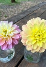 Joan's Collection @ Two Pony Two Pony Dahlia Plant 'DAY DREAMER’ Joan's Collection