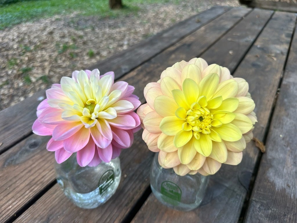 Joan's Collection @ Two Pony Two Pony Dahlia Plant 'DAY DREAMER’ Joan's Collection