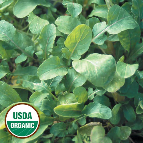 Seed Savers Exchange Seed Savers - Arugula, Arugula (organic)- Pack of 25 Seeds