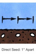 Seed Savers Exchange Seed Savers - Arugula, Arugula (organic)- Pack of 25 Seeds