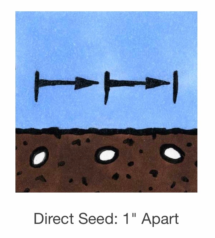 Seed Savers Exchange Seed Savers - Arugula, Arugula (organic)- Pack of 25 Seeds