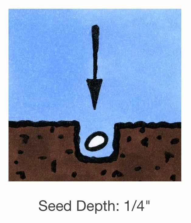 Seed Savers Exchange Seed Savers - Arugula, Arugula (organic)- Pack of 25 Seeds