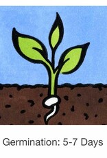 Seed Savers Exchange Seed Savers - Arugula, Arugula (organic)- Pack of 25 Seeds