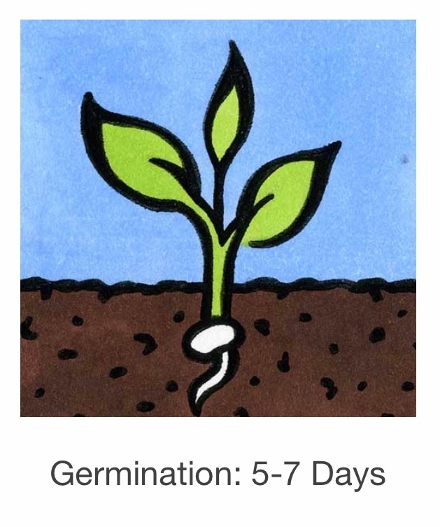 Seed Savers Exchange Seedsavers Seed Pack - Arugula, Arugula (organic) - Pack Of 500