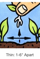 Seed Savers Exchange Seed Savers - Arugula, Arugula (organic)- Pack of 25 Seeds