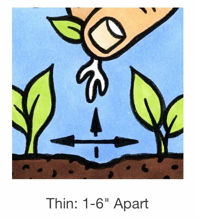 Seed Savers Exchange Seed Savers - Arugula, Arugula (organic)- Pack of 25 Seeds