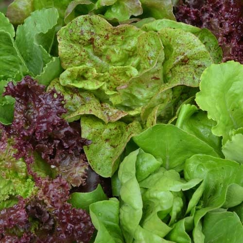 Seed Savers Exchange Seedsavers Seed Pack - Lettuce, SSE Lettuce Mixture - Pack Of 250